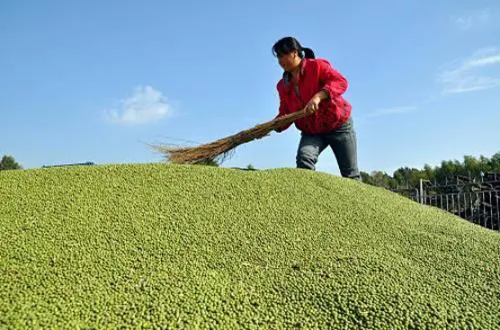 集团全力助推黑龙江省委托招商引资，以农业高质量发展助推乡村振兴