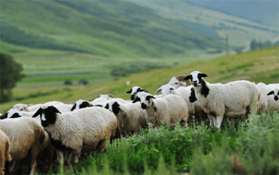 省级重点龙头企业！宁夏某地方政府成功对接大型畜牧养殖加工投资选址项目